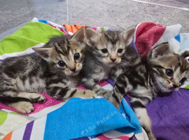 Boy tabby kitten for sale