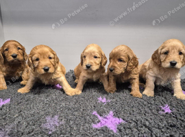 Beautiful cockapoo pups &pound;600