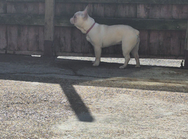 7month old white fawn