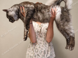 Stunning black smoke male mainecoon tica registered