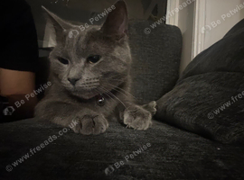 Russian Blue cat for sale pick up available ASAP