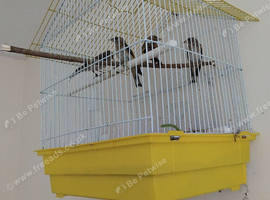 2026 Goldfinches