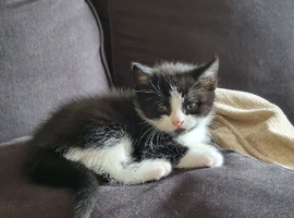 4 Beautiful kitties for sale!