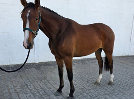 Super natured Irish Sports Horse Gelding 3yrs