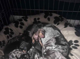 Blue Merle Puppies &ndash; 2 Girls & 1 Boy