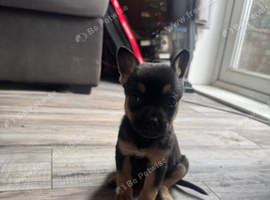 frenchie cross malinois