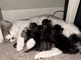 4 Beautiful American Shorthair Kittens for Sale