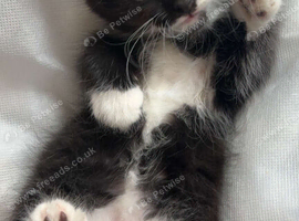 Beautiful Black and White Maine coon X kittens