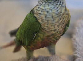 Green cheek conure