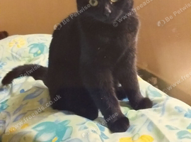 Missing cat
