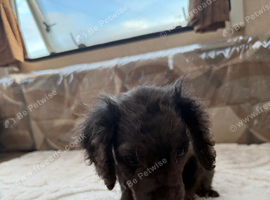 Cocker spaniel