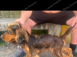 Cocker spaniel puppies