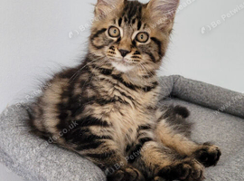 Tica registered maine coon kittens