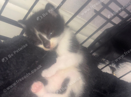 Beautiful kittens looking for a forever home