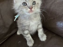 Ragdoll  x maincoon