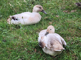 Welsh Harlequin Female Ducks