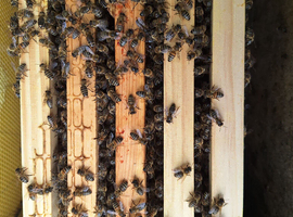 5 frame nuc of bees For sale