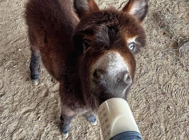 Handsome Dark Brown Male Miniature Donkey &ndash; Friendly & Well Handled