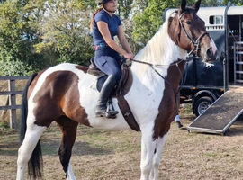 Super happy hacker/family horse