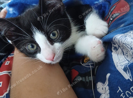 Kitten