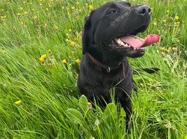 Labrador
