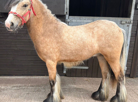 Super smart cob