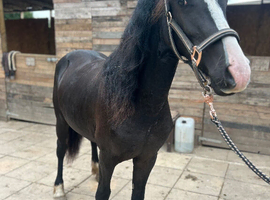 2 year old black filly Reg Welsh D