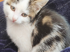 Kitten for sale 9 weeks old