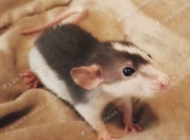 MUST READ!!These are amazing and the most docile rats ever GiaNt ears