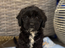 Cavapoo puppy&rsquo;s ready to leave!!