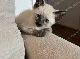 Ready now!!! Adorable Siamese kittens