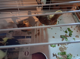 4 mixed breed chickens