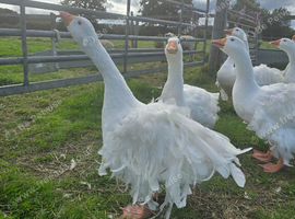 Sebastopol Geese