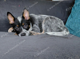 Blue Heeler pup