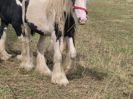 Cob gelding