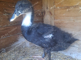 Male duck