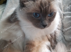Beautiful  Blue Female Ragdoll 5 years old