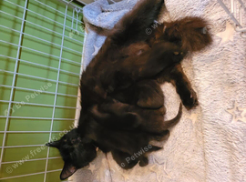 Gorgeous kittens looking for furever homes