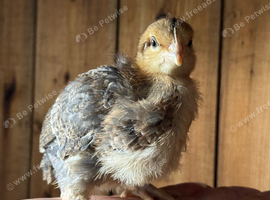 Male and female Cream Legbar Chicks