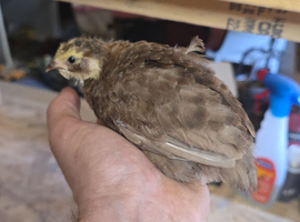 cortonix quails, poultry & quail hatching eggs