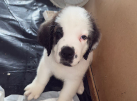 Last female Saint Bernard puppy READY TO LEAVE NOW