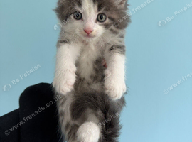 6 kittens