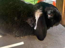 Female Mini Lop rabbit