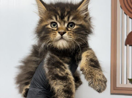 Maine coon kittens