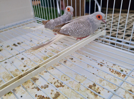 Diamond doves