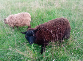SNAP, CRACKLE AND POP Lovely Castrated Shetland Boys