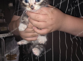 4 kittens