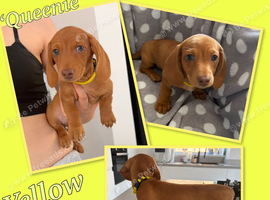Miniature dachshund