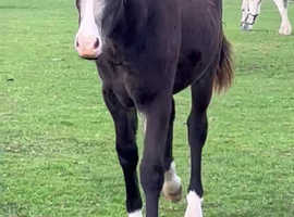 Grazing and 4 stables wanted near chudwell cirencester