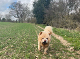 1 year Old Chow Chow Male